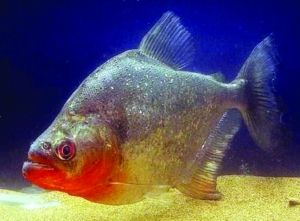 淡水白鲳主要吃素,一般不主动攻击其他鱼类