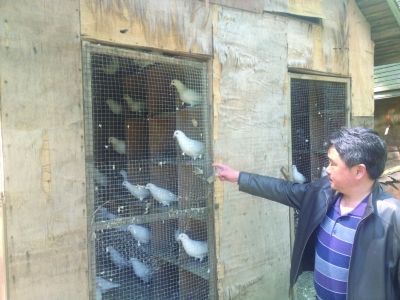 中山陵音乐台500多只鸽子 大部分被关在鸽笼