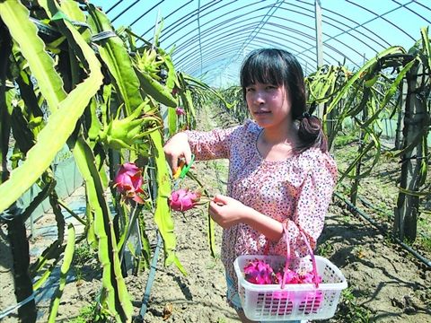 苏州果园首批红肉火龙果成熟采摘