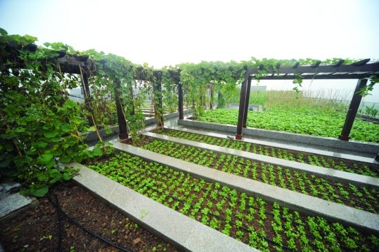 世界屋顶绿化大会周日南京开幕