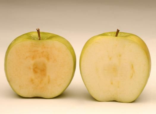 加农民研制出不变色苹果 转基因遭反对
