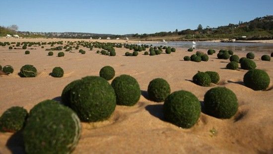 澳大利亚海滩惊现绿色外星蛋引猜测_新浪镇江